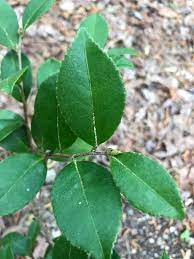 Buy the selected items together. Camellia Sasanqua Sasanqua Camellia North Carolina Extension Gardener Plant Toolbox