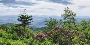 Maybe you would like to learn more about one of these? Plants Blue Ridge Parkway U S National Park Service