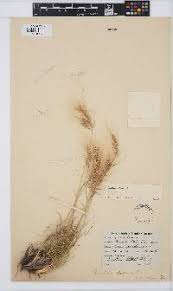 Image result for Aristida scabrivalvis