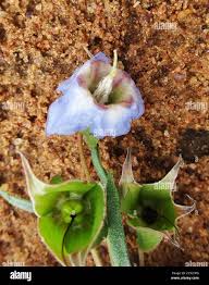 Image result for Trichodesma physaloides