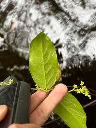 Image result for Hippocratea parviflora