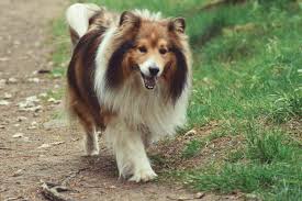Check spelling or type a new query. How Often Can You Bathe A Sheltie Embora Pets