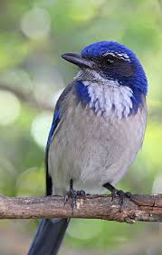 Birds Of Western Washington Identification Untitled Birds Nature Birds Beautiful Birds