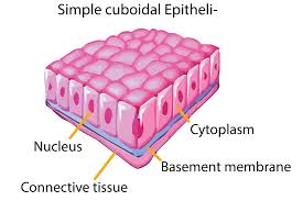 Biom2011 module epithelial cells epithelial cells epithelial cells provide barrier between one region and another typically divisions between outside and inside. Describe Various Types Of Epithelial Tissues With The Class 11 Biology Cbse