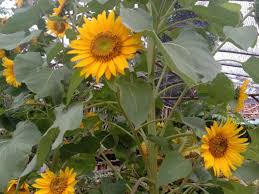 Bunga matahari (helianthus annuus l.) merupakan salah satu jenis bunga yang banyak diketahui oleh banyak awalnya bunga matahari diketahui berasal dari meksiko, mempunyai ciri fisik: Keunikan Bunga Matahari Selalu Mengikuti Arah Cahaya Matahari Berita Daerah