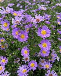 Image result for Dioscorea asteriscus