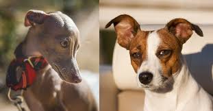 The italian greyhound has been around for many centuries. Jack Russell Italian Greyhound Mix Personality Problems More