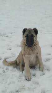 kangal dog in turkey