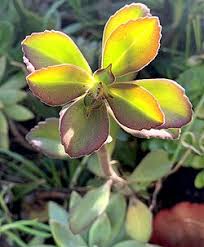 Image result for Coleus caninus
