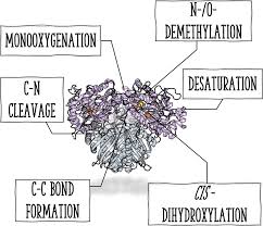 Rieske Oxygenases and Other Ferredoxin‐Dependent Enzymes: Electron Transfer  Principles and Catalytic Capabilities - Runda - 2023 - ChemBioChem - Wiley  Online Library
