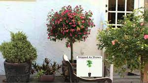 Confetti™ spreading lantana is a trailing form with loads of bold pink, yellow and magenta blooms. Cottage Farms Sun Kissed Rose Lantana Patio Tree With Dan Hughes Youtube