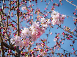 Image result for Prunus