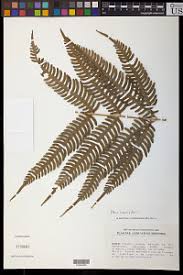 Image result for Pteris linearis