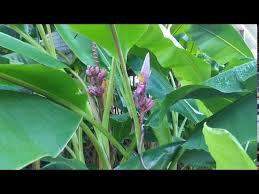Image result for Musa ornata