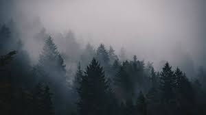 Check spelling or type a new query. Fog 5k 4k Wallpaper Trees Forest Horizontal Forest Photos Forest Wallpaper Photo