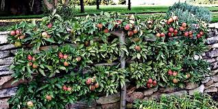 Check spelling or type a new query. Home Orchards Espalier Fruit Trees Traditional Landscape Other By River Road Farms Houzz
