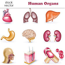 Oksigen dibutuhkan untuk menerima energi dari masakan. Sistem Organ Tubuh Manusia Dan Fungsinya Masing Masing Adalah Top