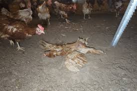 Wie lange ein huhn legt, hängt in erster linie von den genen ab, von der rasse. Vergaste Kucken Tote Hennen In 10 Traurigen Schritten Vom Huhn Zum Ei
