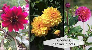 8 secrets to growing dahlias in pots 1. Growing Dahlias In Pots Choose Stunning Blooms To Shine In A Container