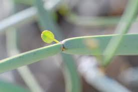 Image result for Cissus glaucophylla