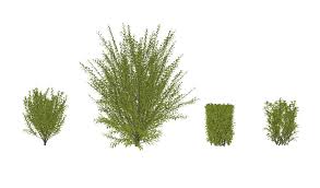 3d灌木小叶女贞su模型 plants cactus plants herbs