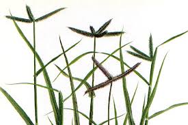 Image result for Dactyloctenium geminatum