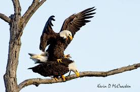 Michigan Birds Of Prey Pictures Pin On Michigan