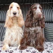 Epingle Par Magdalena Religa Sur Psy Chien Mignon Chien Mignon