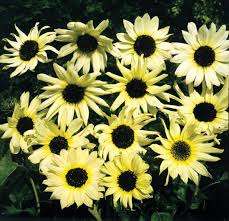 Maybe you would like to learn more about one of these? Sunflower The Summer Plant With Tasty Seeds Getrather Com