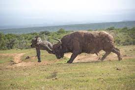 No A Mother Elephant Didn T Actually Beat Up A Buffalo For Hurting Her Baby Calf