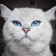 pin ot polzovatelya inna na doske koshki i sobaki porodistye znamenitye koshki sobaki