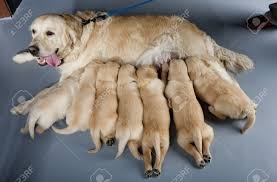 Their warm personalities make them a wonderful addition to a family or for an individual. Female Dog Of Golden Retriever With Puppies Stock Photo Picture And Royalty Free Image Image 10634818