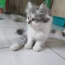 Kakinya memang lebih tinggi dibanding kucing persia. Gambar Kucing Anggora Abu Abu