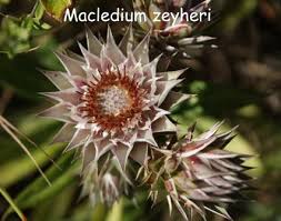 Image result for Macledium zeyheri