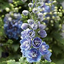 Image result for Delphinium
