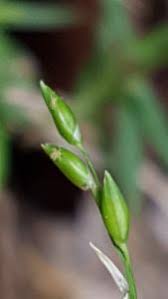 Image result for Entolasia