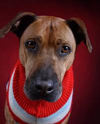 L'équipe de Pavicha'Sweet vous souhaite une belle année 2024. ⭐️🎄 Pour  cette nouvelle année, Pablo et Vicky eu le plaisir de réaliser de beaux  portraits grâce à Fred Toussaint N'hésitez pas à