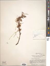 Image result for Cuscuta hyalina