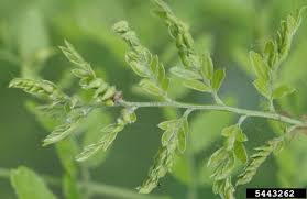 Image result for Hydrostachys lukungensis