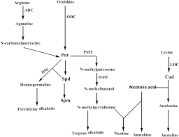 Check spelling or type a new query. Role Of Polyamines In Plant Tissue Culture An Overview Springerlink