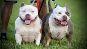 Producers of top quality blue pitbulls selling pitbull puppies. News Micro Bully For Sale Extreme American Bully Venomline