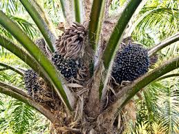 Check spelling or type a new query. Oil Palm Fruit Bunches At The Oil Palm Tree Stock Photo Picture And Royalty Free Image Image 12345593