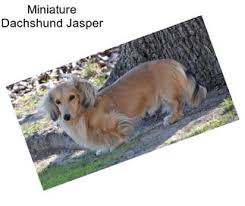 According to the akc, the dachshund remains one of the top 10 dog breeds in the united states. Dachshund Puppies For Sale In Oklahoma Agriseek Com