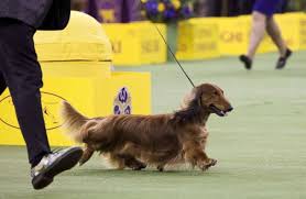 Westminster dog show group winners. 4 Beautiful Breeds Win Groups Advance To Vie For Best In Show Title At Westminster Dog Show Abc News