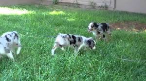 Find the perfect australian shepherd puppy for sale in colorado, co at puppyfind.com. Toy Australian Shepherd Puppies For Sale In Colorado By Bulliespugs11