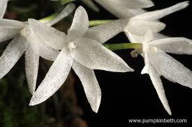 Image result for Aerangis collum-cygni