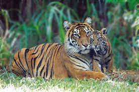 Pin On Favourite Animals