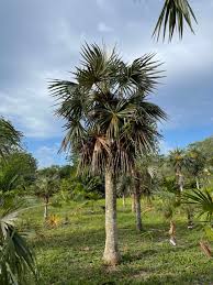 Image result for Coccothrinax