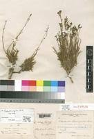 Image result for Kohautia caespitosa