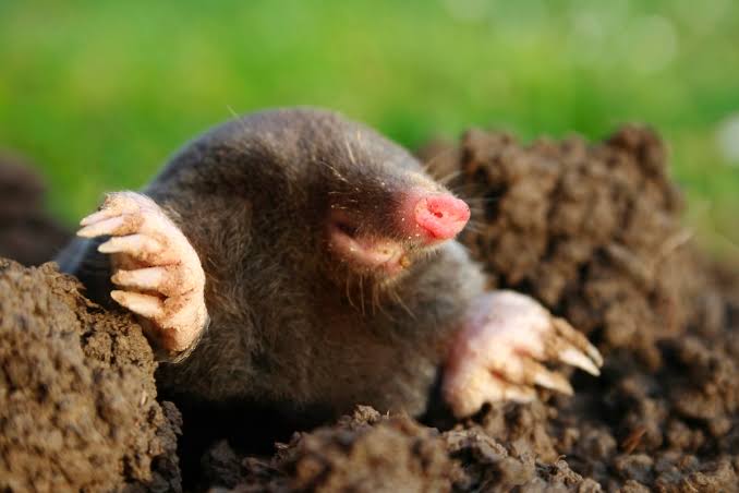 A Mole is an Insectivore, NOT a Rodent - Houseman Services